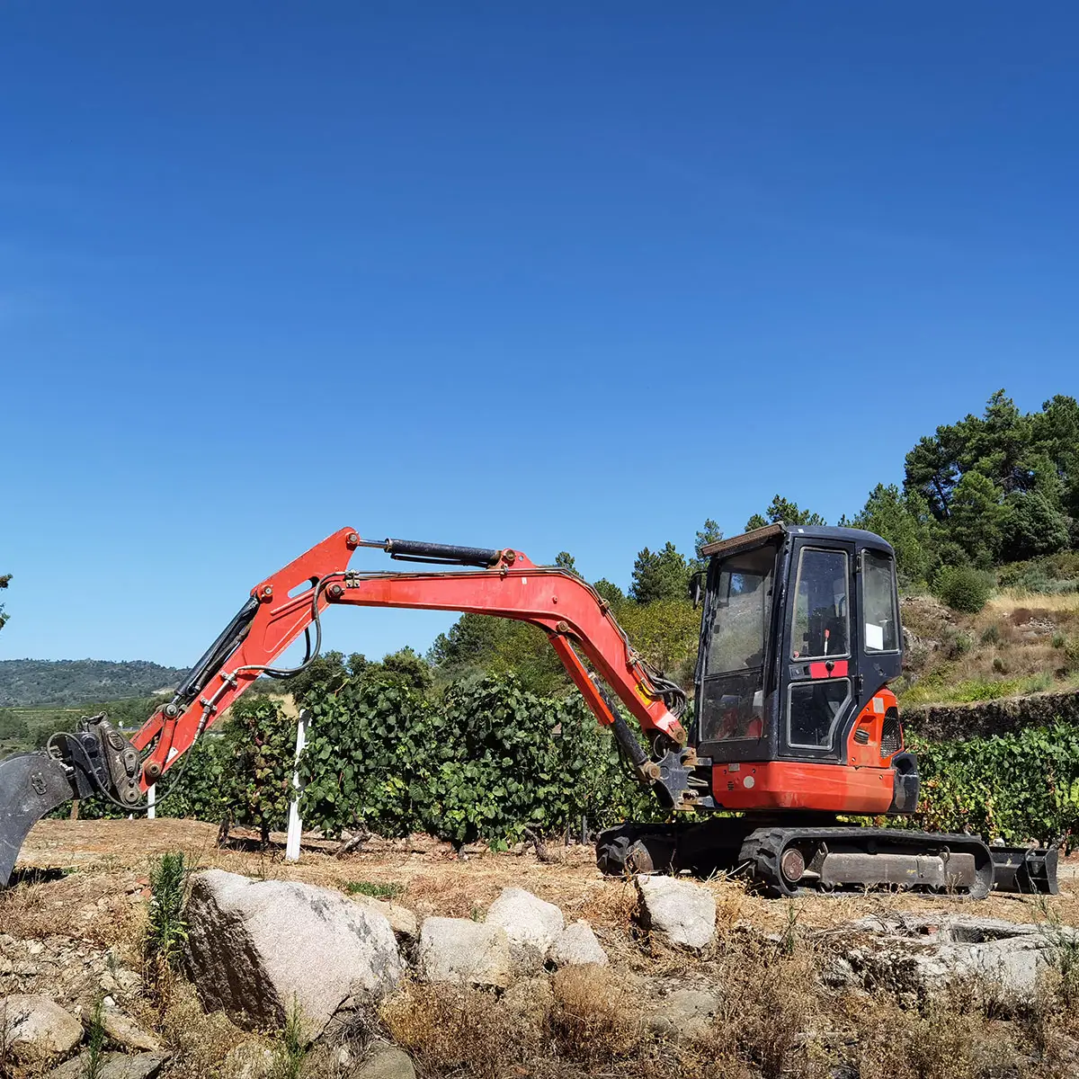 vineyard excavation